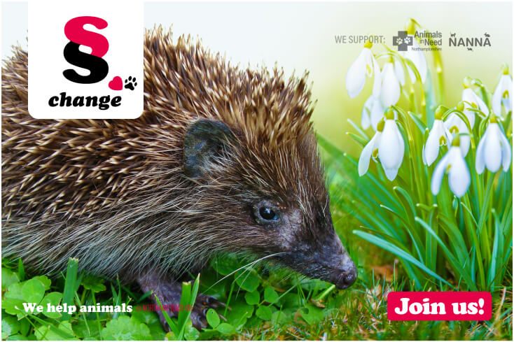 Britain’s hedgehogs.jpg